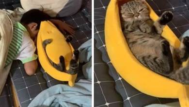 兒子床頭多了一根「長腳大香蕉」，媽媽掀開後被萌翻：貓貓一動不動~