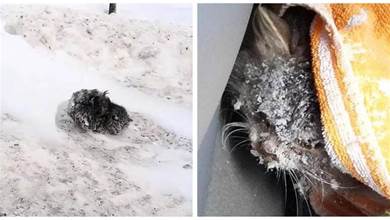 貓貓在雪地「凍成雕塑」，被好心人送去救治，原來是超美萌喵