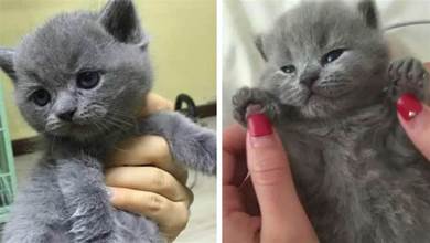 網友買了一隻「超萌英短藍貓」送男友，一年後「萌貓長歪了！」網友：笑得停不下來！