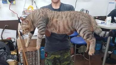 田園貓貓被醫生說骨骼精奇，一年後就變巨貓，比牠親哥還大一圈