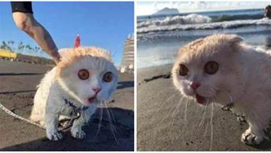 主人帶貓貓去海邊，貓咪一臉吃驚：好大的貓砂盆~