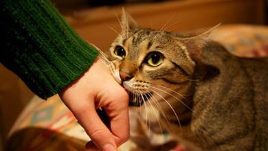 貓咪為什麼會咬主人的手，不要責怪牠，其實牠是在喜歡你