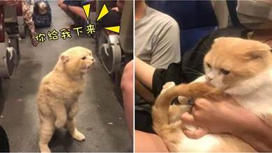 橘貓坐火車，回來發現主人抱著其他貓，瞬間炸毛，貓：你給我下來