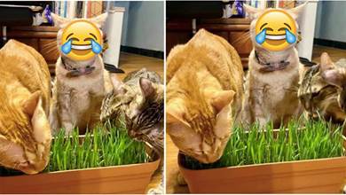 貓咪第一次吃到貓草，表情可以直接做表情包，網友看後笑噴：太他喵銷魂了!