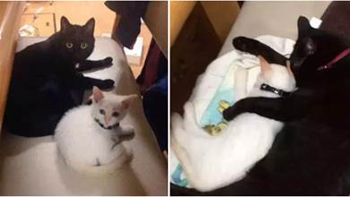 網友怕黑貓太孤單，領養了一隻白貓「作伴」，半年後卻畫風突變，黑貓：我現在後悔還來得及嗎？