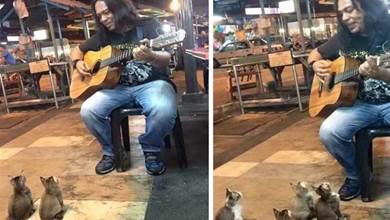 歌者街頭賣藝，兩隻小喵端坐聽，漸漸引來一群喵星人，彈的是吸貓神曲？