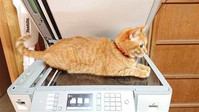 貓咪趴在影印機上被「掃描」，意外暴露了自己肚皮的神秘結構