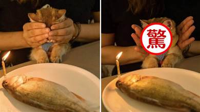 鏟屎官給貓咪買了一條大魚當生日蛋糕，手一打開貓懵了：真的可以吃嗎？