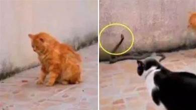 兩隻貓咪散步牆角偶遇黑蛇，突然黑蛇發起攻擊，結果讓它後悔不已