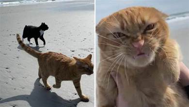 主人帶貓咪去沙灘玩，風太大把貓咪「吹得直罵街」，笑爆全網：「新表情包來了喔！」