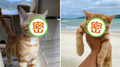 貓咪第一次「去海邊看風景」，小臉「超緊張」：「我在車裡看就好！」QAQ