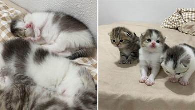 三隻小貓「沉迷霸佔大床」，為「奪回主權」，鏟屎官為它們買了「專屬小床」，還鋪上了「同款床單」