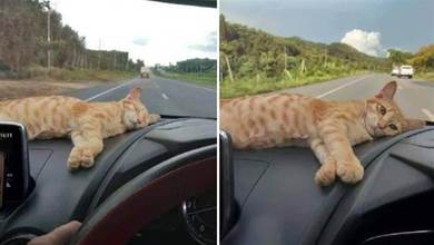 帶小橘出去玩，貓咪一路睡得很舒服，抱著玩偶入眠更是萌翻眾人：「該下車了再叫我哦~」