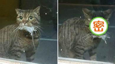貓咪從外面抓了只老鼠回來，嚇得主人不敢開門，喵一臉委屈：不要我了嗎