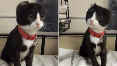 小貓人為失去雙耳，被好心女子收養，幾個月後收穫了一枚絕世小可愛