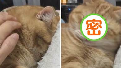 愛睡覺的橘貓一直叫不醒，主人過去拍醒，迷離又懵圈的表情太可愛了