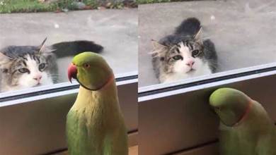 看見躲在窗後的鸚鵡，貓咪的反應亮了：「你看起來很好吃！」XD