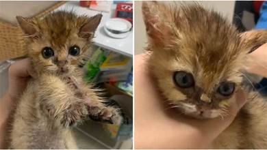好心帶回垃圾桶旁的橘色小貓，醫生都束手無策，帶回家養了一個月發現：真是撿到寶啦~