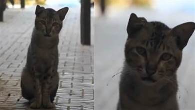 街上偶遇走失一年的貓咪，牠卻不敢認主人，主人抱著貓哭：你尾巴怎麼都沒了