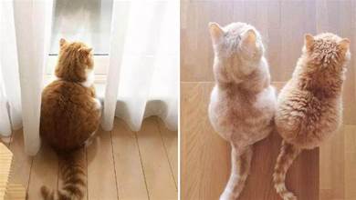 貓咪圖鑒分享~日本博主曬貓咪「背影殺」走紅ins，萌化無數網友：求看正臉！