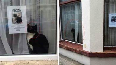 主人找不到貓咪，只好貼出「尋貓啟示」，路人一看窗戶直接「尷尬」了
