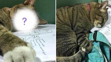 貓咪趴在試卷上「超委屈」，沒過一會竟直接睡著：「主人怎麼還不來陪人家…」QQ