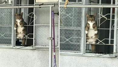 貓咪想出門又不敢，天天趴在窗戶上「觀景」：「哪位好心人陪我玩會？」