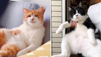 4種常見的貓咪，看起來「傻乎乎」，但內心很「精明」，鏟屎官別被它「騙」了