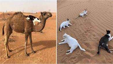鏟屎官出嫁不舍愛貓，帶到沙漠，結果貓貓適應力超強「打滾騎駱駝」：一望無際的貓砂~