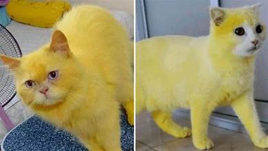 波斯貓被染成黃色，網友剛要譴責，主人：別急，這是治病偏方！