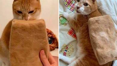 網友收集了貓咪「8年掉的貓毛」，都可以當成小枕頭了，網：產毛大戶啊！