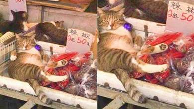 賣菜的小辣貓「超敬業」，「性感撩人」的坐姿笑翻網友！