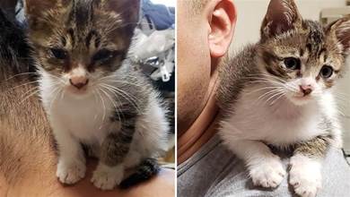 網友撿到一隻貓咪幼崽，幾個月後貓咪超黏人，網：脖子上長貓了？
