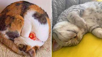 貓咪的「4種睡姿」，暴露了對鏟屎官的「信任度」，快來測試你是哪一種！