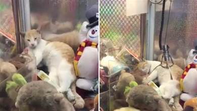 橘貓躺在娃娃機裡休息，引得路人瘋狂抓貓！網友：這下老闆賺大了