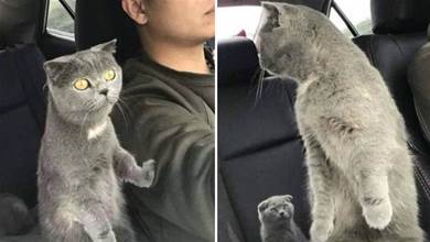 主人正在開車，貓咪突然伸爪搭肩，有誰注意到後座那只貓的表情？
