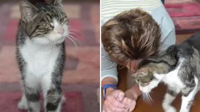 貓咪走失13年後終于被找回，再次重逢一眼認出主人，太感動