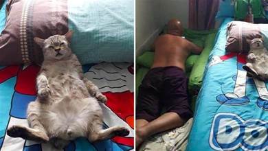 老公把大床讓給貓咪睡，自己睡在地上，結果讓人哭笑不得！