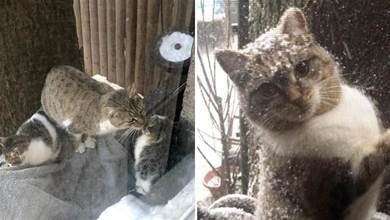 暴風雪天氣，流浪貓媽媽把小貓帶給了一對夫婦，它卻獨自離開了