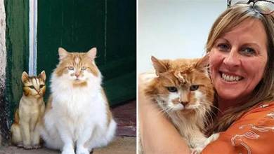 ​收養的橘貓活到31歲，相當于人類150歲，主人說出長壽秘訣