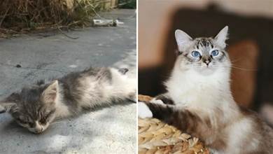 瀕死的流浪貓被好心人救助，10個月後大變樣，網友直呼撿到寶