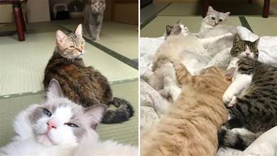 日本有一間可愛的貓咪陪伴旅館，切實體驗「家中有貓」的感覺，如果你喜歡，還可以把貓咪帶回家