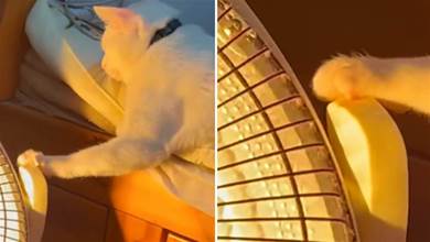 男子為貓咪準備了小太陽取暖，隔了會去看時愣住了：你也太愜意了