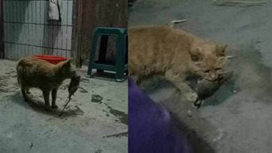 貓媽抓來老鼠給自己孩子吃，可牠再也見不到自己孩子了